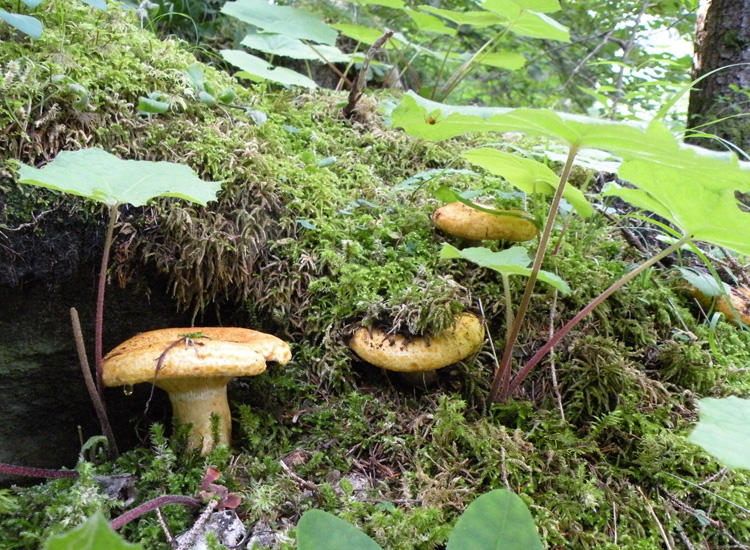 Ipotesi 2.... Lactarius scrobiculatus?